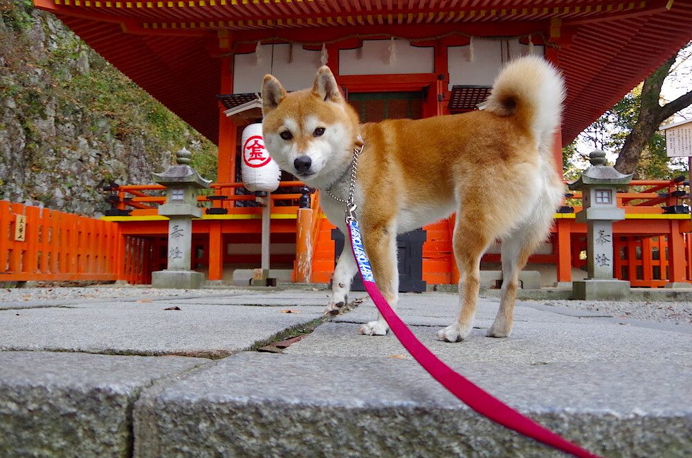 AYX GAME-奥运赛场现“马拉多纳式”进球，马拉多纳30大经典进球